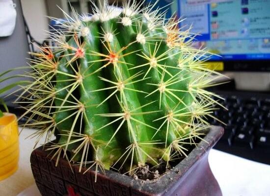 仙人球用什么土養(yǎng)好，兩份壤土兩份腐葉土三份粗沙進行配置