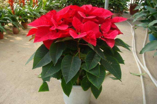 一品紅葉子下垂怎么辦，4種方法解決葉子下垂問(wèn)題