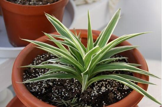 吊蘭有哪些品種，吊蘭的品種圖片大全