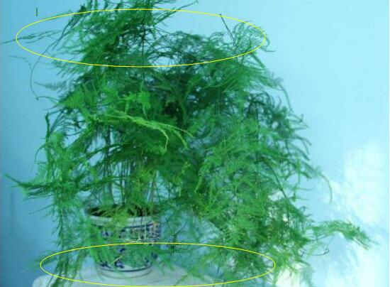 文竹怎么修剪，文竹的修剪方法圖解