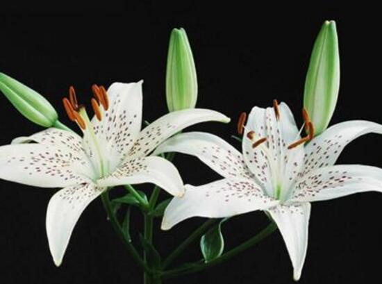 百合花什么時(shí)候開花，百合花不開花怎么辦/適當(dāng)光照