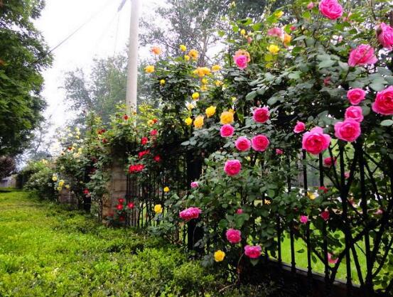 藤本月季怎么爬藤，做好兩大要點(diǎn)可圓滿爬藤(修剪/牽引)