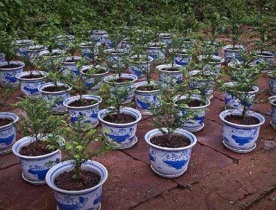 紅豆杉盆景怎么修剪，遵循兩點(diǎn)原則掌握六點(diǎn)方法