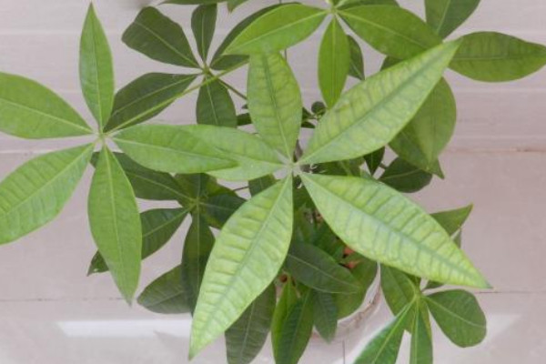 發(fā)財(cái)樹冬天怎么澆水