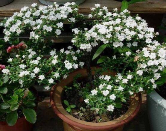 怎樣養(yǎng)好六月雪，盆土是關(guān)鍵/做好澆水施肥