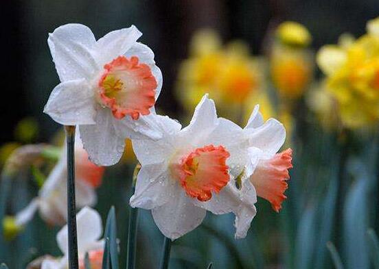 水仙花有幾個(gè)品種，水仙花最好看八大品種