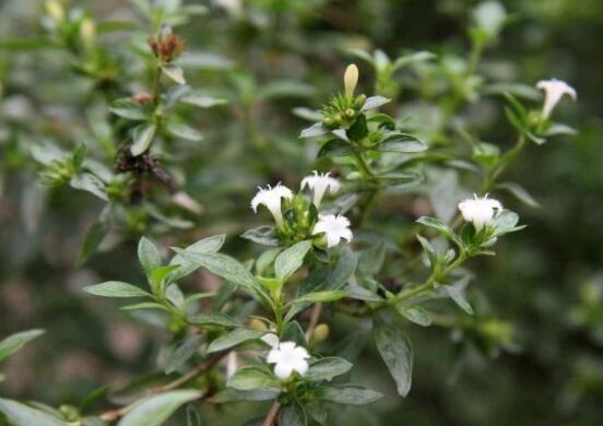 六月雪扦插注意事項，擇生長健康插惠、插進土壤深度適中