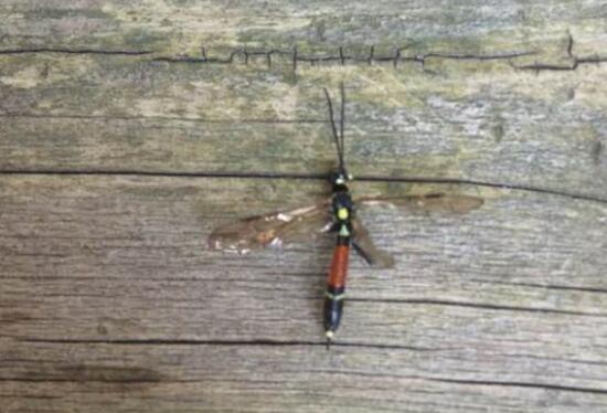 月季花焉了怎么辦，三個妙招讓它重新恢復(fù)生機(jī)