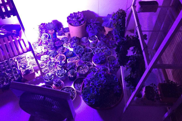 多肉補(bǔ)光燈怎么選