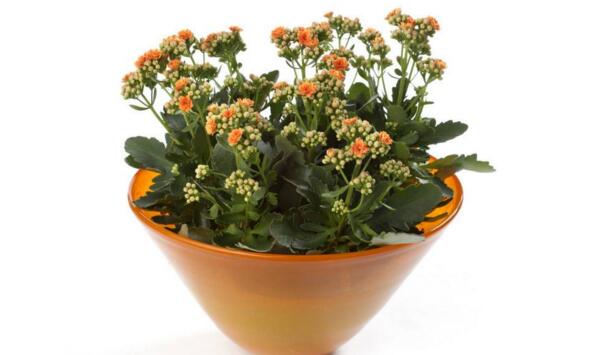 水培長壽花的養(yǎng)殖方法