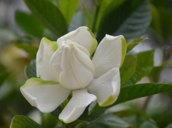 梔子花葉子蔫了怎么辦，四種原因以及解決辦法