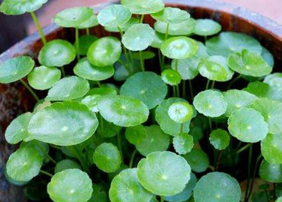 銅錢草水培變黃怎么辦，做好六大要點變得青翠碧綠