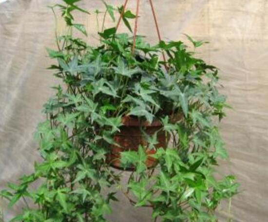 常春藤怎么繁殖，常春藤的扦插方法