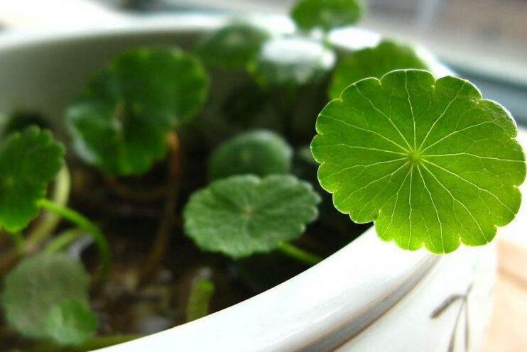 水養(yǎng)銅錢草的養(yǎng)殖方法，施加肥料是關(guān)鍵