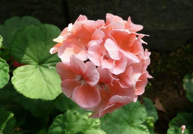 天竺葵怎樣施肥，最好選擇喜肥進(jìn)行施加