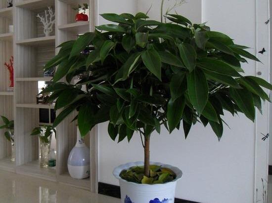 平安樹和發(fā)財(cái)樹一樣嗎，平安樹和發(fā)財(cái)樹哪個(gè)好