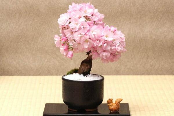 櫻花可以放在室內(nèi)嗎，室內(nèi)養(yǎng)護(hù)一定要加強(qiáng)光照