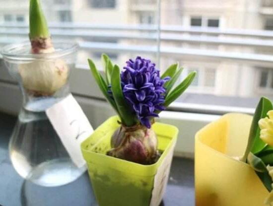 風(fēng)信子葉子發(fā)黃怎么辦，教你五種緊急處理方法