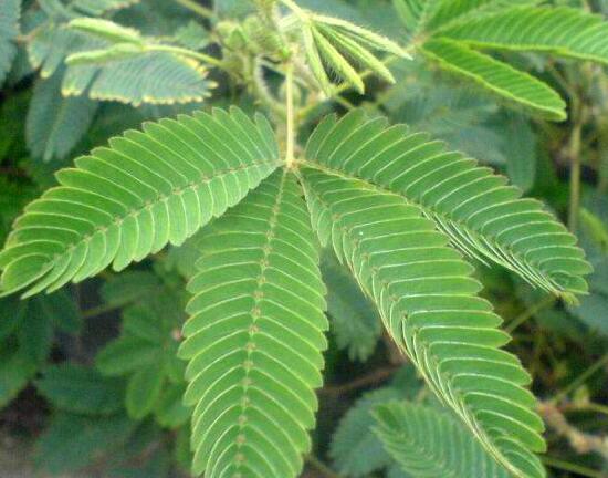 含羞草怎么養(yǎng)，含羞草的養(yǎng)殖方法和注意事項