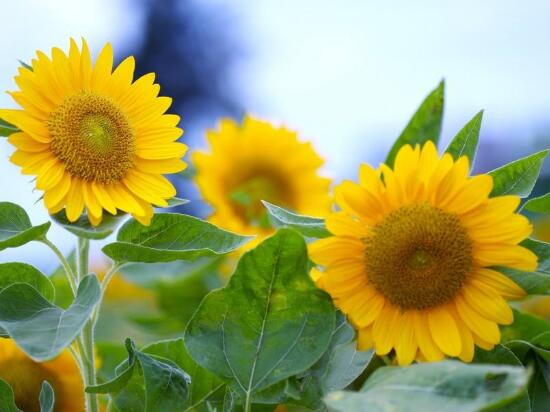 向日葵需要修剪嗎，怎么修剪向日葵/摘心修整