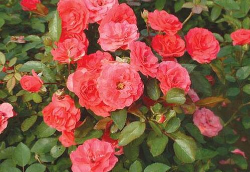 月季花的品種，大花香水月季品種極具觀賞性