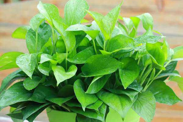 綠蘿葉子蔫了怎么辦，調(diào)節(jié)光照/殺蟲通風(fēng)