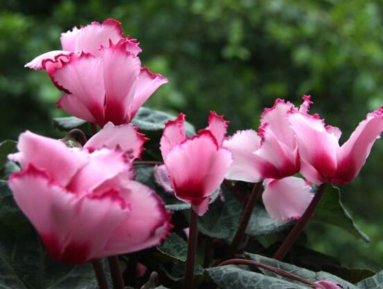 仙客來葉子發(fā)黃花倒下怎么辦，老農(nóng)總結(jié)出三種最實用解決措施