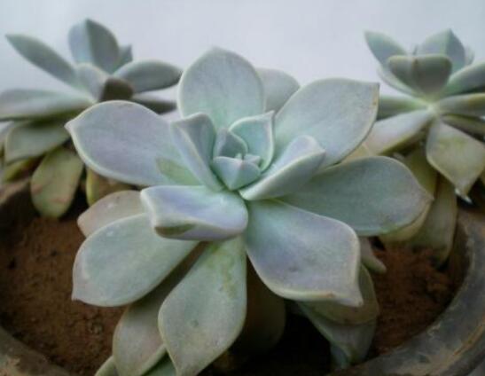 寶石花應(yīng)該怎么養(yǎng)，只要全面掌握五個要點生長無憂