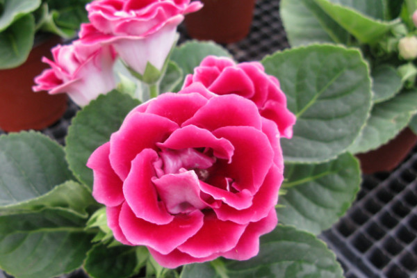 大巖桐花怎么繁殖，播種/分球/扦插等繁殖方式