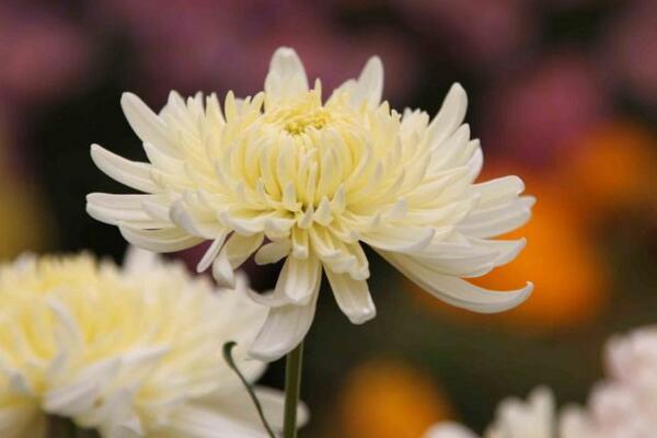 菊花的象征意義，不同的菊花有著不同的意義