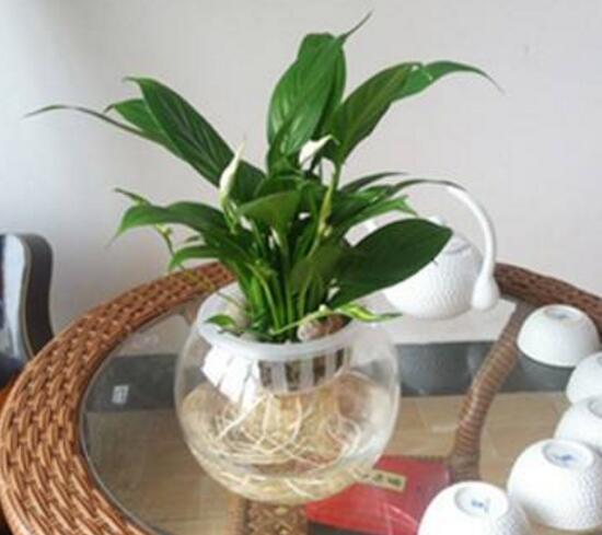 一帆風順可以水培嗎，一帆風順水培養(yǎng)殖方法