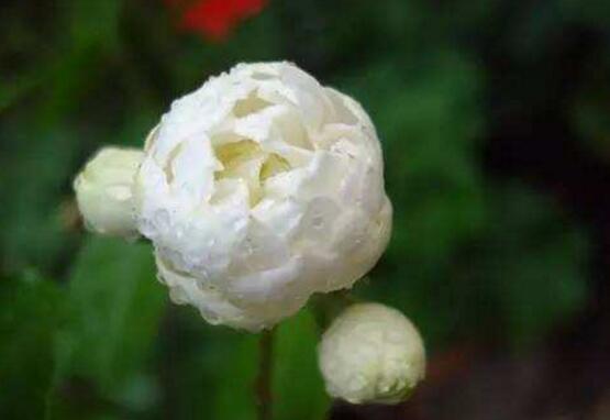 虎頭茉莉怎么施肥，4個(gè)小技巧解決施肥疑難問(wèn)題