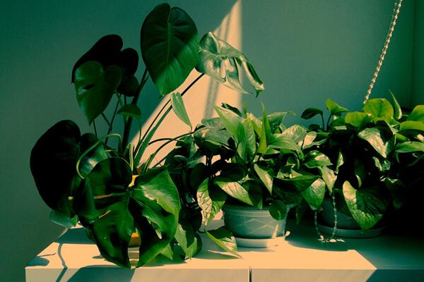 龜背竹怎么過(guò)冬，保證環(huán)境溫度不低于5℃