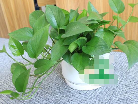 大葉綠蘿的養(yǎng)殖方法和注意事項，老農(nóng)總結(jié)七大養(yǎng)殖方法