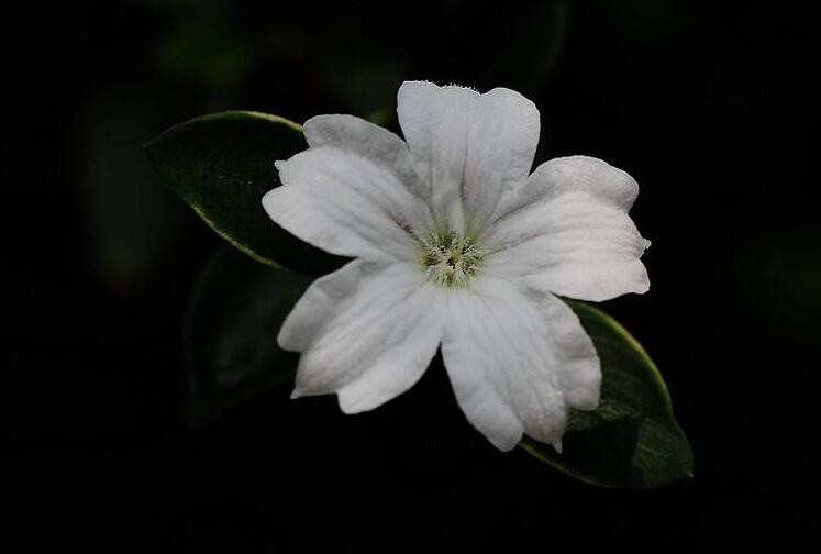 盆景六月雪的養(yǎng)護(hù)知識(shí)，土壤和環(huán)境都要適宜它的生長(zhǎng)