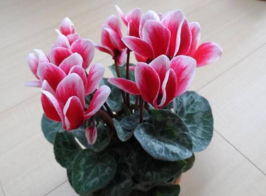 仙客來(lái)開花后怎么養(yǎng)，仙客來(lái)花的養(yǎng)護(hù)技巧