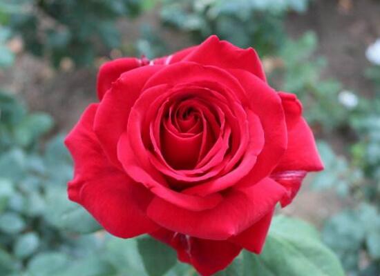 月季花有幾種顏色，月季花品種圖片大全