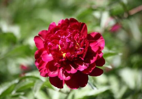 黑芍藥花功效及作用，護(hù)膚養(yǎng)顏、養(yǎng)肝護(hù)肝、緩解疲勞