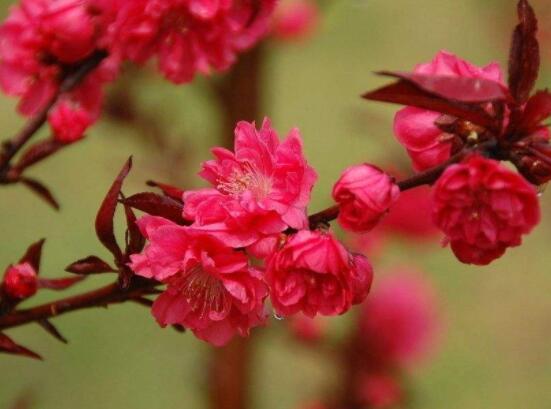 天竺葵和海棠的區(qū)別，教你三種區(qū)別方法(屬性/形態(tài)/價值)