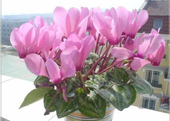 仙客來(lái)花有毒嗎，孕婦可以養(yǎng)仙客來(lái)嗎/可以僅供觀賞