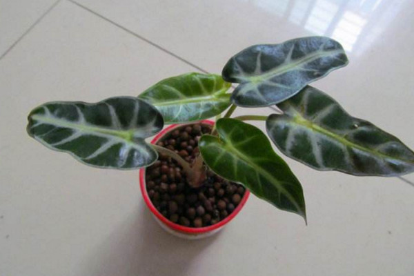 黑葉觀音蓮的養(yǎng)殖方法注意事項，控制好環(huán)境溫度以及光照