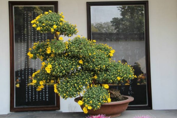 菊花葉子發(fā)黃怎么辦，分析原因并及時(shí)處理