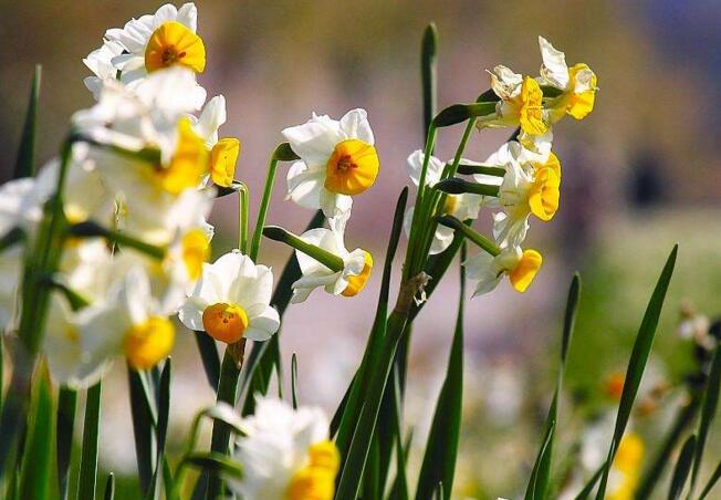 水仙花和風(fēng)信子的區(qū)別，從3個方面了解不同之處