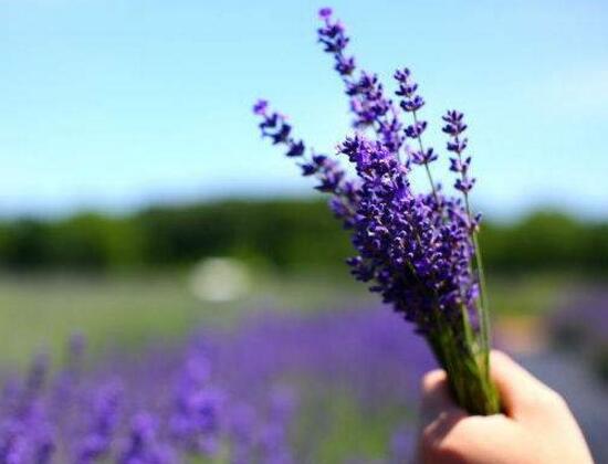 薰衣草怎么養(yǎng)比較好，薰衣草的養(yǎng)殖方法