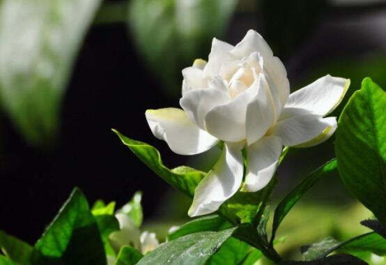 梔子花葉子蔫了怎么辦，四種原因以及解決辦法