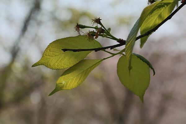 櫻花的病害及其防治，以下四種病害最為常見