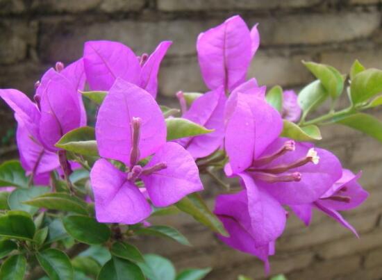 三角梅的風水作用有哪些，三角梅的功效與作用