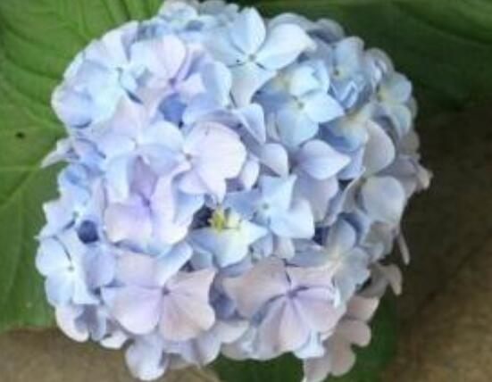 水養(yǎng)繡球花蔫了怎么辦，做好這五點(diǎn)水養(yǎng)花色鮮艷美麗