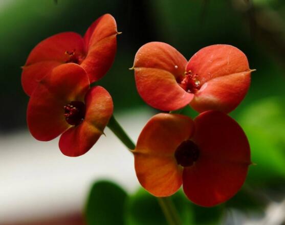 虎刺梅對人身體有害嗎，只需要注意避免接觸即可