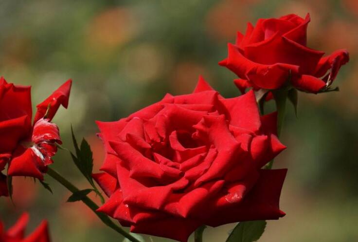 月季什么時(shí)候開花，開花時(shí)要注意四個要點(diǎn)